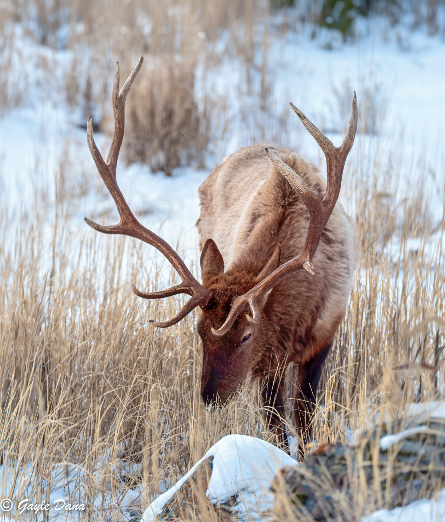 Bull Elk eating